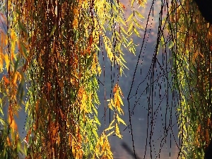 Leaf, willow, color