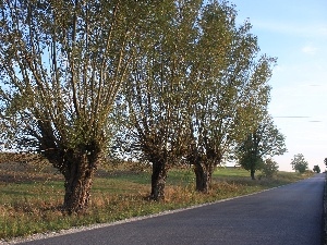 willow, roadside