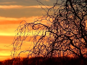 willow, Twigs, west, sun