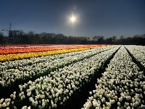 Windmill, sun, cultivation, tulips