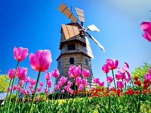 Windmill, Tulips, Meadow, Pink