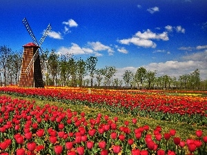 Windmill, tulips, tracts, red