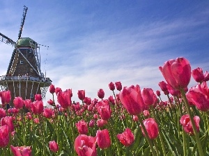 Windmill, Tulips