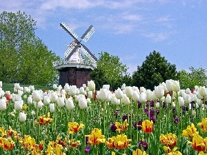 Tulips, Windmill, Dutch