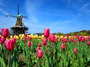 Tulips, Windmill, Sky