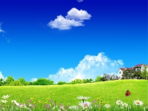 Windmills, Houses, Flowers, Meadow