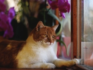 Window, White-brown, cat