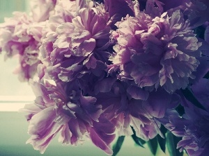 Peony, Window, bouquet