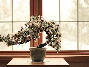 Window, pot, sapling, Bonsai
