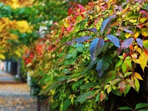 Wine, wild, Street, autumn