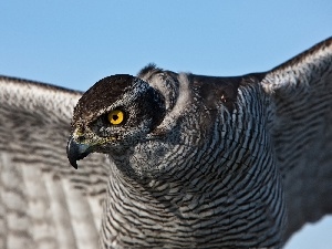 wings, eye, hawk, nose