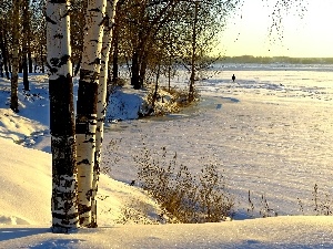 birch, winter, River