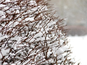 winter, snow, Bush, Spikes