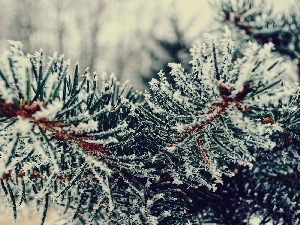 Conifers, winter, Twigs