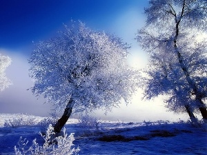 winter, viewes, field, trees