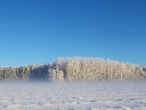 Fog, winter, forest