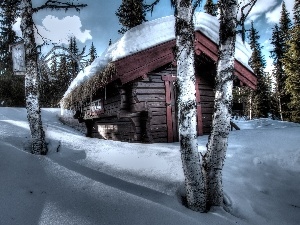 winter, drifts, forest, cottage