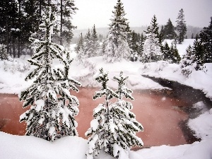 winter, lake, forest, Spruces