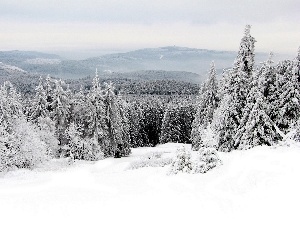 forest, winter, Mountains