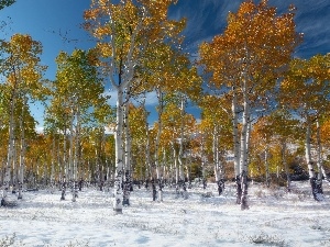 winter, Paths, forest, birch