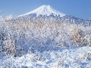 Plants, winter, snow