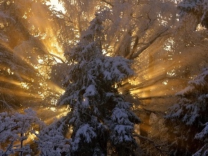 winter, spruce, rays, sun
