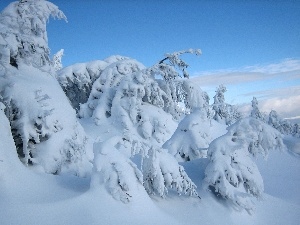 winter, snow, Sky, Spruces