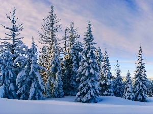 snow, winter, Spruces