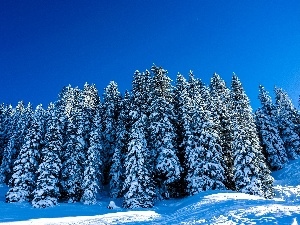 snow, winter, Spruces