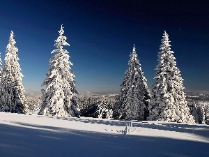 snow, winter, Spruces