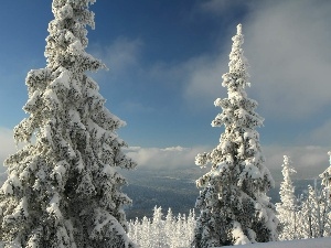 snow, winter, Spruces