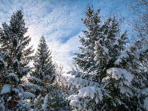 snow, winter, Spruces