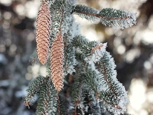 winter, forest, spruce, cones
