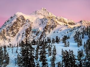 Spruces, winter, Mountains