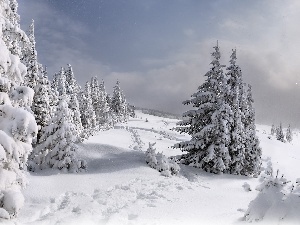 winter, Spruces, trees, viewes