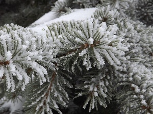 winter, snow, Twigs, spruce