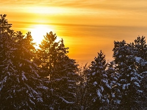 winter, Spruces, west, sun