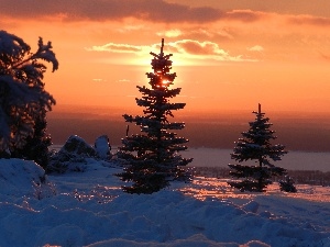 winter, Spruces, west, sun