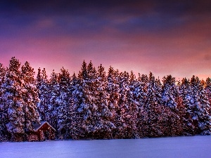 winter, Spruces, west, sun