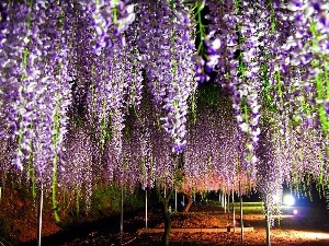 Flowers, wistaria, purple