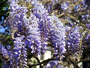 Flowers, Wisteria, Blue