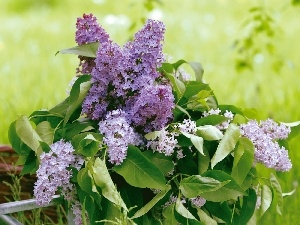 without, watering can, bouquet