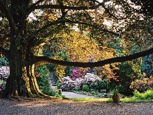 Wojslawice, Arboretum