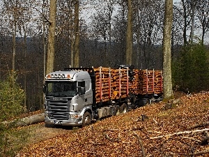 Scania, Wood, forest