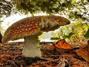 wood, litter, toadstool, forest