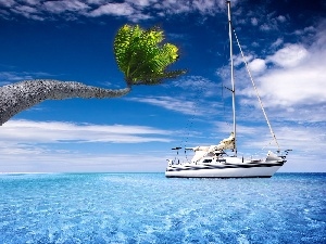 Yacht, Palm