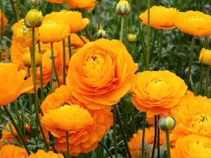 Yellow, glaucoma, Asian Ranunculus