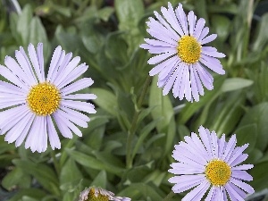 Yellow, Alpine aster, White