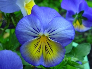 blue, Yellow, pansy