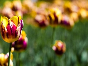 Yellow, purple, color, Tulips
